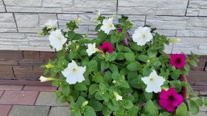 Обзор петунии на 20.06.2025г.