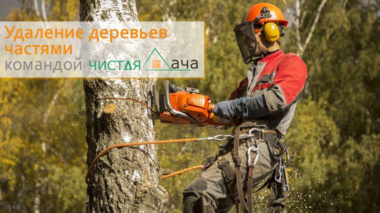 Удаление деревьев частями командой Чистая дача