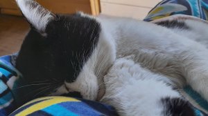 20250623_090836_001 Когда и где спят дачные коты?