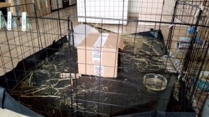 Прыгучий день.