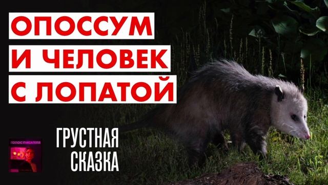 Опоссум и человек с лопатой. Сказка о том, как меня неправильно понимают | Голос писателя