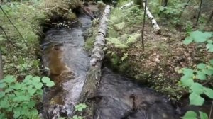 Уведу. Подарю тебе ночь. - сл. С. Стукало, муз. Н. Мухамеджановой