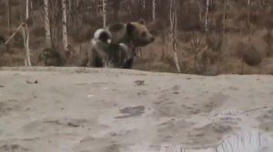 BRAIN TIME.  Brave Dogs Vs Wild Animals