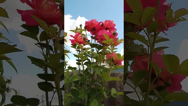 роза Декор Арлекин