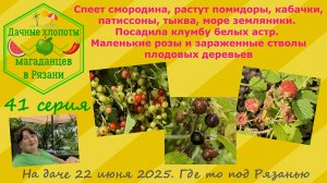 Спеет смородина,растут помидоры,кабачки,патиссоны,тыквы,море земляники.Посадила астры.Розы.41 серия