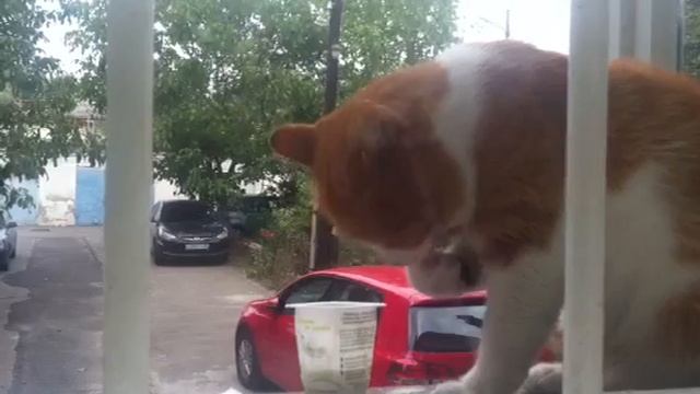 Умный кот