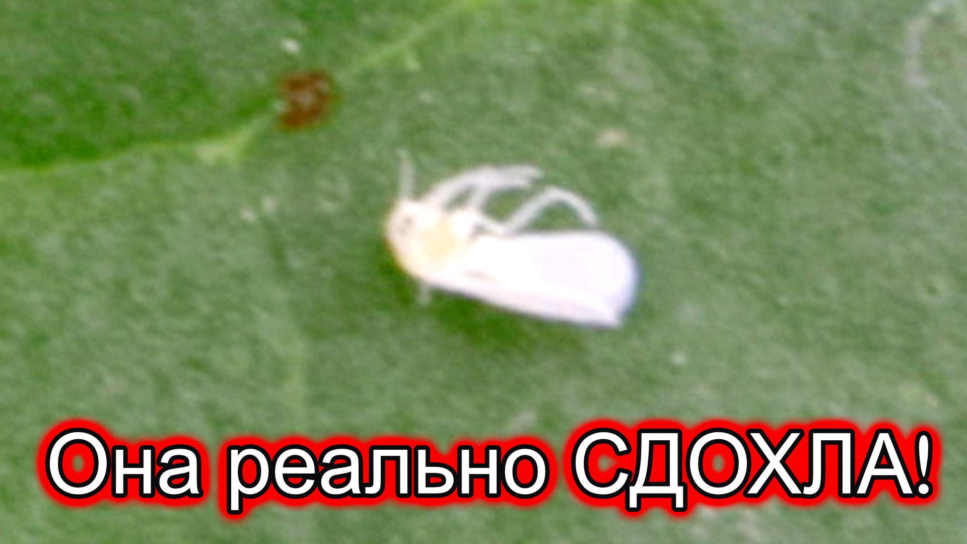Белокрылка меня достала! Секретное БИО-оружие (не химия!), которое сработало.