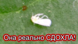 Белокрылка меня достала! Секретное БИО-оружие (не химия!), которое сработало.