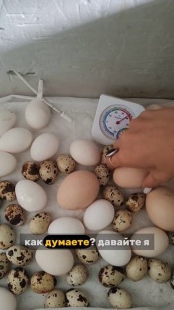 Кого я инкубирую?)) В том году, это был страус🙂 видосики с его вылуплением у меня на канале
