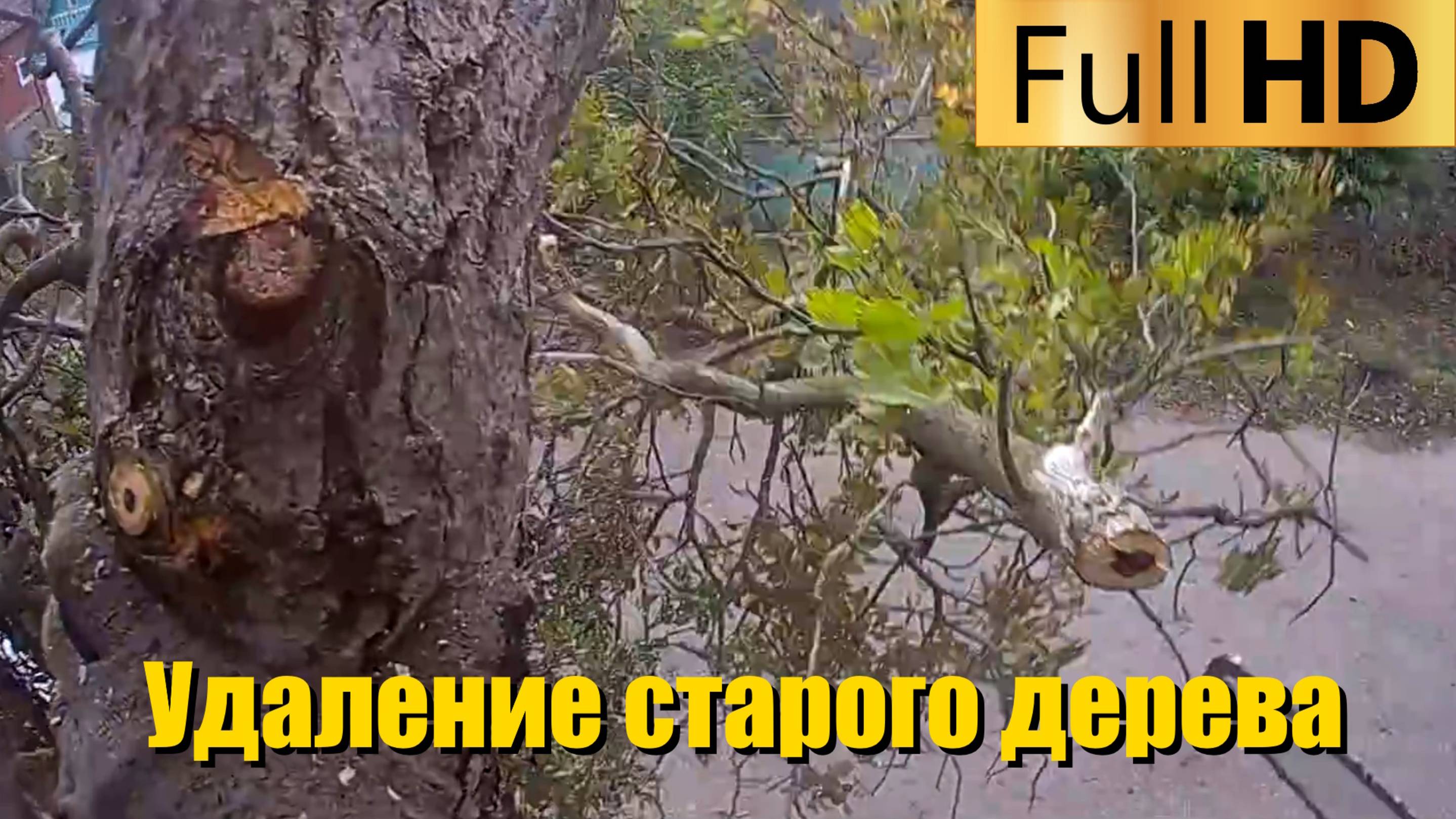 Удаление старого дерева | Спил деревьев в Краснодарском крае