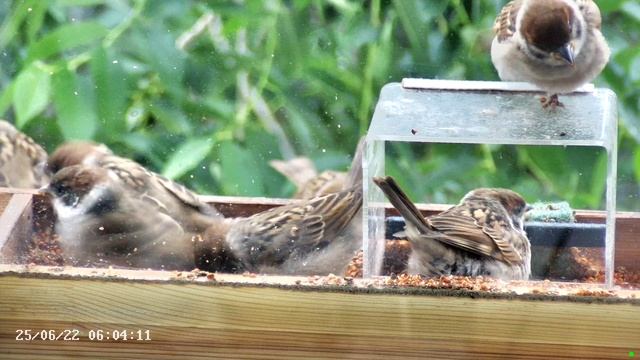 Птенцы воробья в кормушке завтрак