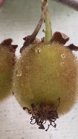 Киви Хейворд: Тропический вкус в вашем саду! 🥝