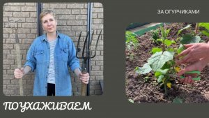 Плету паутину и направляю плети огурцов в нужном направлении