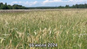 Поле.
