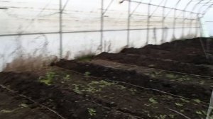 краткий обзор теплицы под органическую продукцию