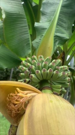 Банановая пальма: тропический рай у вас дома! 🌴🍌
