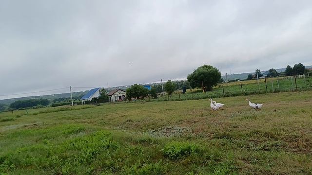 ВСЁ ТОЖЕ И НИЧЕГО НОВОГО