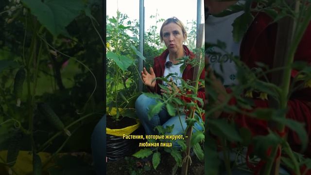 Эта болезнь оставит вас без огурцов! Как победить пероноспороз