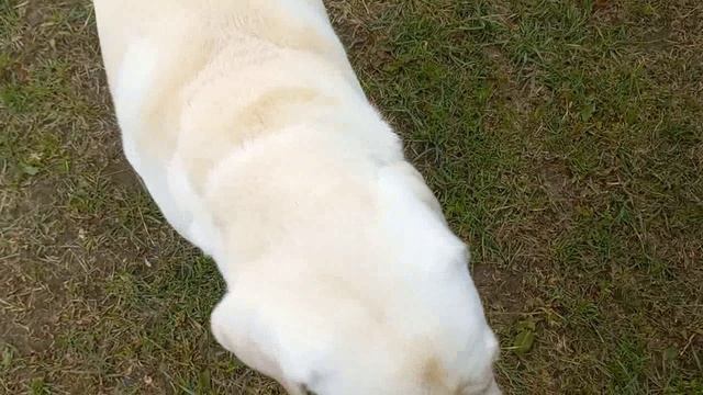 Жизнь в Деревне после Города ЧТО С НИМ не знаю но удивляет. Кого только нет на моем участке