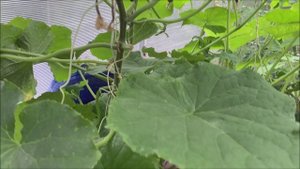 Жимолость. Огурцы. Томаты. Перцы. Баклажаны 24 июня 2025.