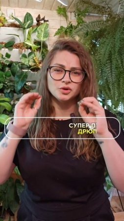 Лучшее удобрение для комнатных растений