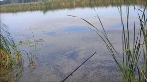 Рыбалка на Битюге, Малый Кисляй, 22.06.2025 года