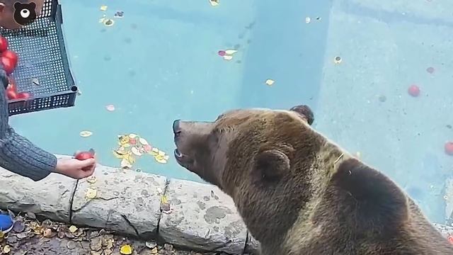 Ящик Пандо...Помидоры