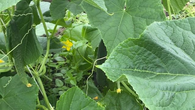 Китайские огурцы хорошо себя чувствуют в теплице Курской губернии