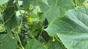Китайские огурцы хорошо себя чувствуют в теплице Курской губернии