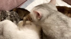 Котятам кошки Кайли восемь дней.