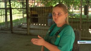 Пятеро малышей родилось у тигров Шерхана и Багиры из барнаульского зоопарка