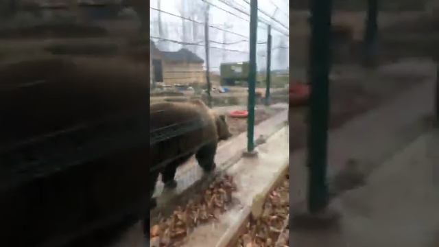 Мишка в яблоках поедает вкусняшки Прямой эфир инстаграм @mansurbear 04.11.19