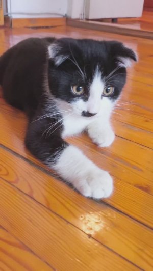кот Роналду