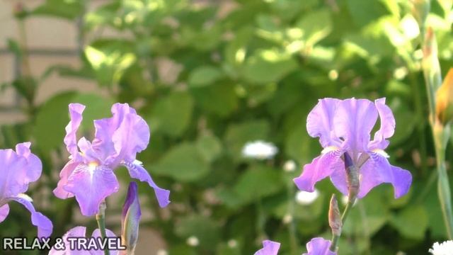 Летний день! Цветы, воробьи, природа, дождь.