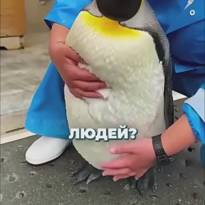 Почему пингвины не боятся людей