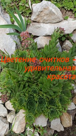 Очитки фантастически цветут - смотрите здесь!
