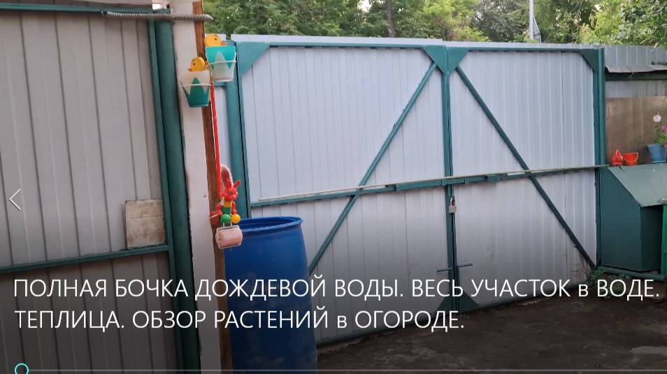 ПОЛНАЯ БОЧКА ДОЖДЕВОЙ ВОДЫ. ВЕСЬ УЧАСТОК в ВОДЕ. МОЯ ТЕПЛИЦА. ОБЗОР РАСТЕНИЙ в ОГОРОДЕ.