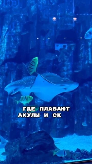 Дубай Молл
