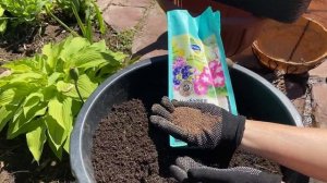 Сделайте это и петунии будут цвести непрерывно все лето