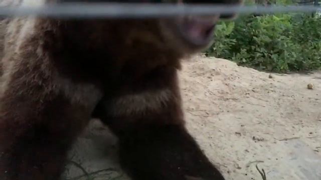 Медведь хочет сказать слово!