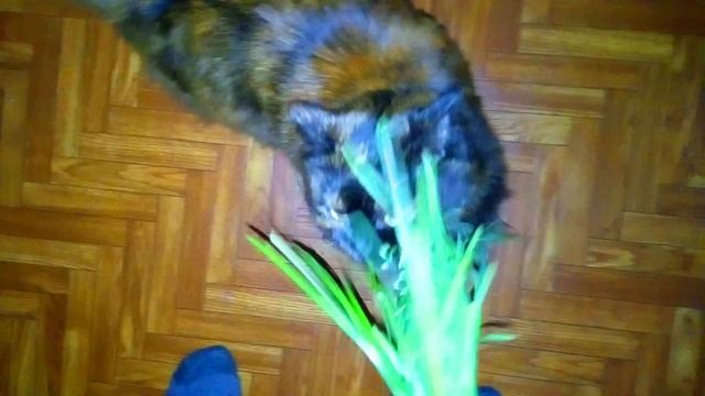 Ксюша травоядна Козочка Попрашайка