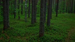 Звуки Природы! Дождь в лесу.