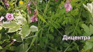 Что цветет в конце июня с названием цветов! Пригодится в дальнейшем при планировании цветника!