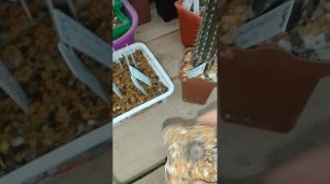 Сетиэхинопсис удивительный, Setiechinopsis Mirabillis, кактус