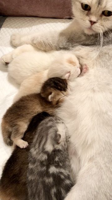 Котятам кошки Кайли девять дней.