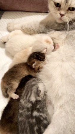 Котятам кошки Кайли девять дней.
