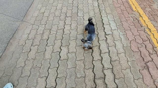 Маленькие собачки в поезде Воркута-Санкт-Петербург: пассажир Риччи! 🐾