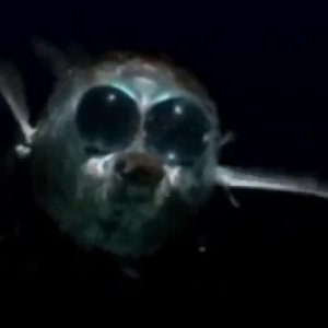 Батилихнопс (Bathylychnops exilis) — глубоководная рыба с уникальным зрением.