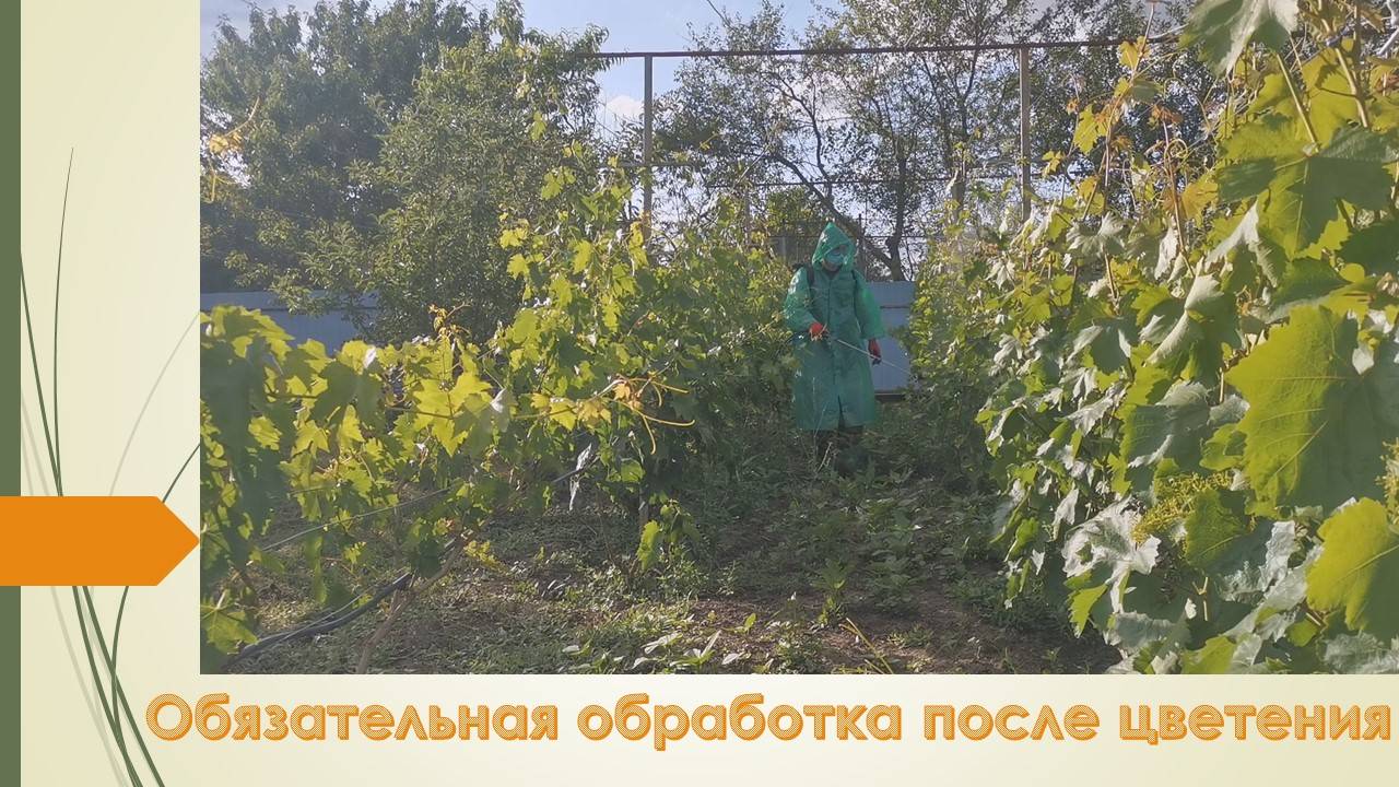Чтобы не остаться без урожая, нужно провести профилактику болезней/ Июнь 2025