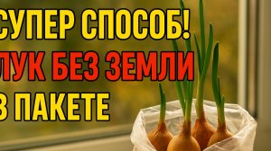 Лук без земли и грязи? Удивительный способ в обычном пакете!